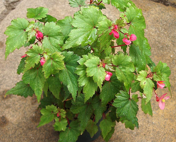 B. ‘Airy Elf’